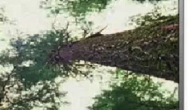 植物也会有意识，有感觉，有记忆吗？（下）