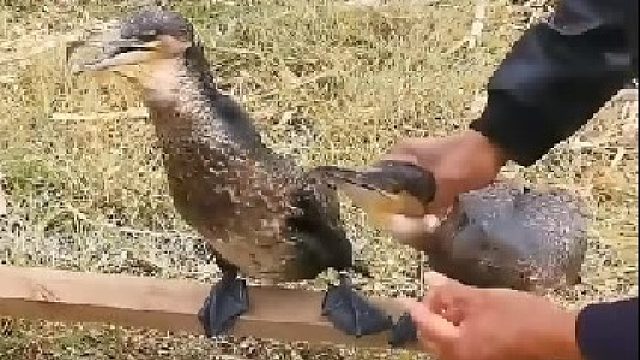 这是鸭子还是鸟