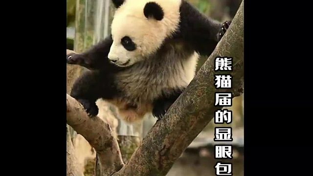 熊猫届的四大显眼包，除此之外，你还知道谁？