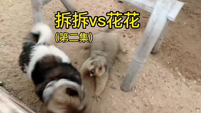 拆拆被逼急了，打的狗子不敢还手。