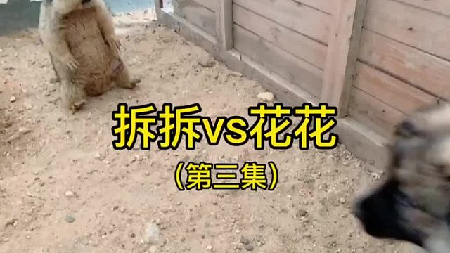 拆拆发了疯似的想揍死狗子。