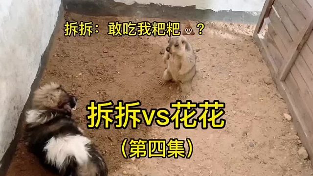 花花喜欢吃拆拆的屎，我也是服辣！