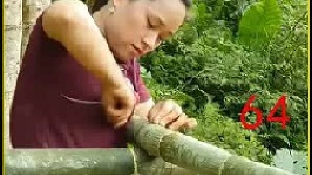 收获千年灵芝 利用竹子品尝山泉水