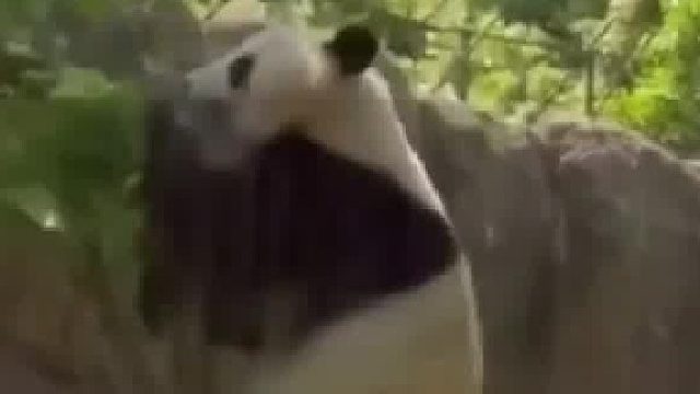 熊猫日常作息！ 网友：事实证明，疼痛可以通过空气传播!