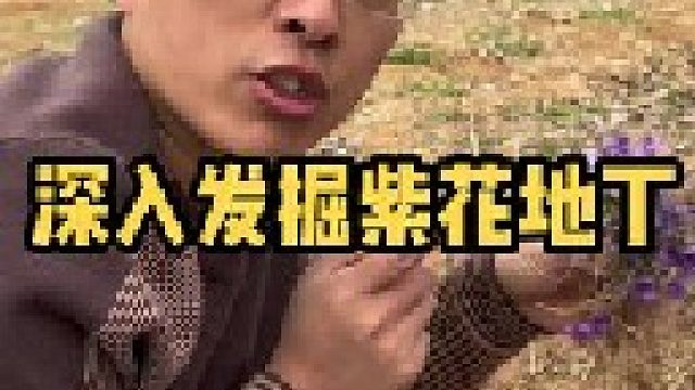 可惜现在紫花地丁的数量越来越少了，大家管它叫啥名？还有种开白色花的，我找了许多年，依旧未能如愿。