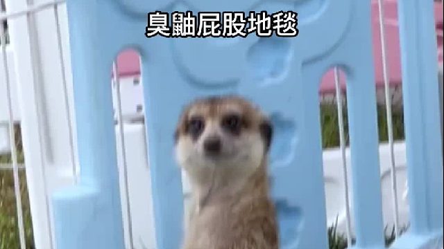 臭鼬可以和家里的其他宠物和平相处吗？