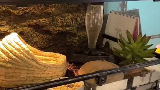 请勿模仿，来自爱宠人对宠物的热爱。