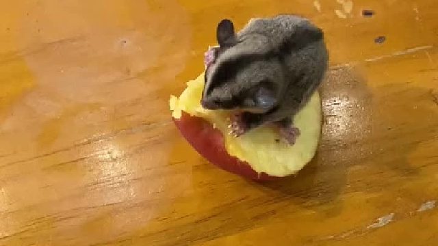 萌宠成精了 小小的蜜，大大的苹果