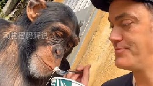 男子和猩猩不是一般的关系