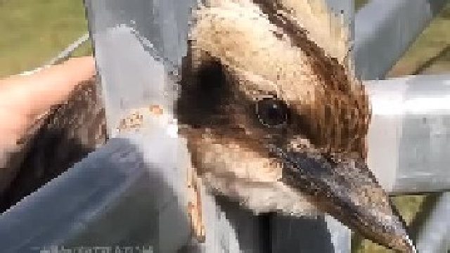 女子路过救了这只鸟