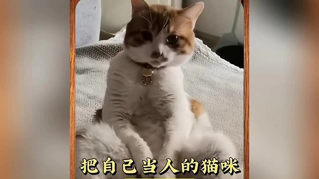 人里人气的喵星人，还真把自己当人了