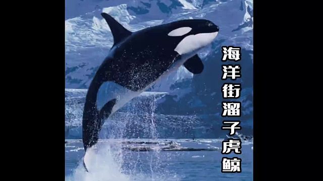 街溜子虎鲸来了，整片大海洋，就它最皮实！