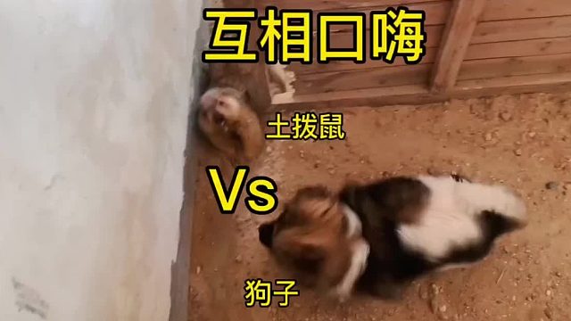 论谁是嘴强王者？