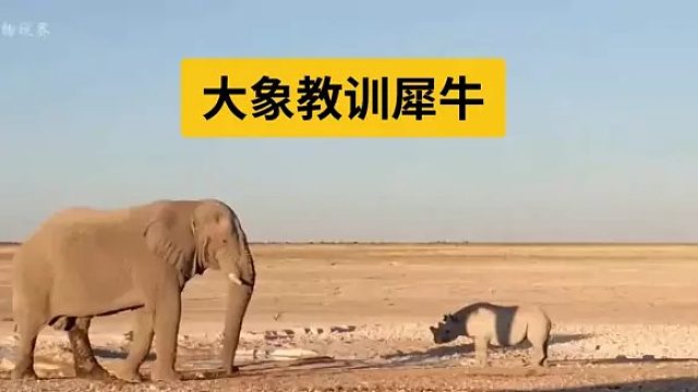 一头犀牛想挑战大象，结果让人想象不到