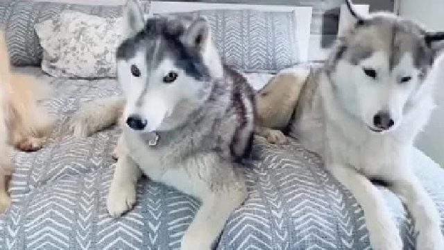 金毛：他俩太烦了，还好我有准备