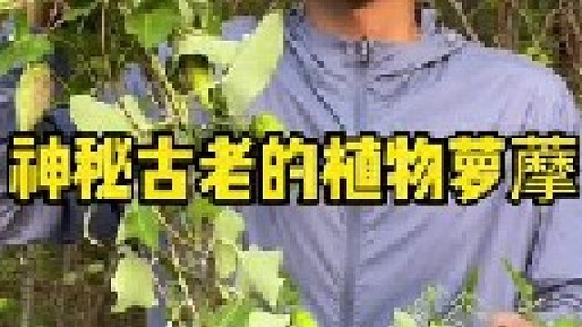 历经两年的时刻终于找到了一大片的萝藦，感觉瞬间回到了小时候，其根、果壳价值较高。你的家乡有萝藦吧？