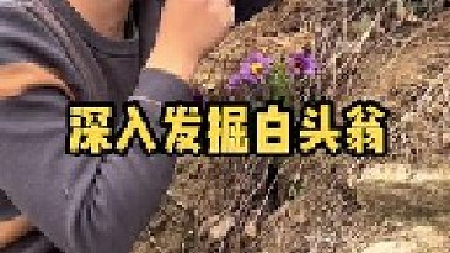 历经一年的时间终于找到了白头翁，它的花落之后像一位白发老翁，大家管它叫什么名字？