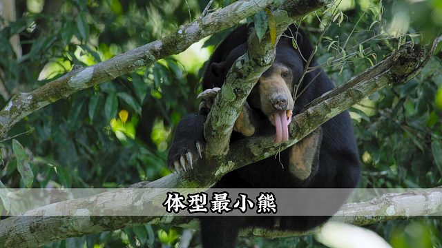 体型最小的熊
