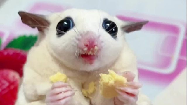 吃的还没有掉得多