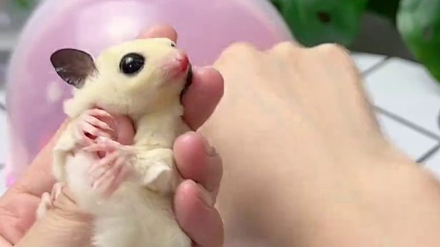 沉浸式喂小奶蜜，从老弟那里抢了一只奶蜜弟弟过来，太可爱啦！