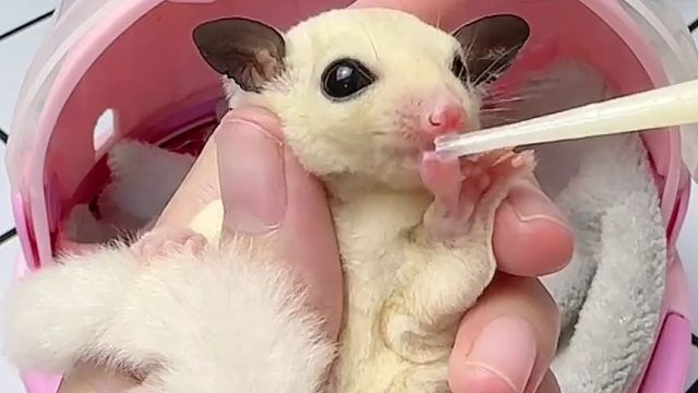 又是一个干饭蜜