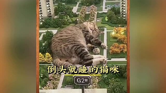年轻，觉大！小猫咪在哪都能睡
