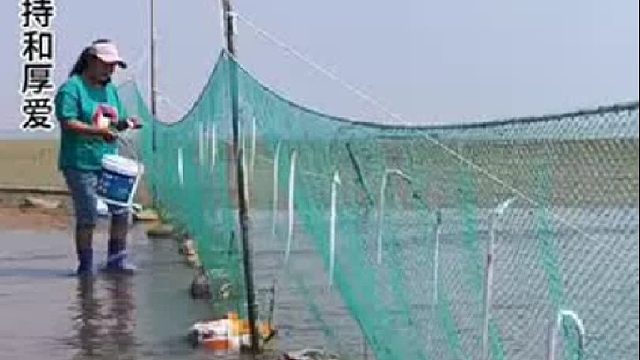 户外赶海抓海鲜