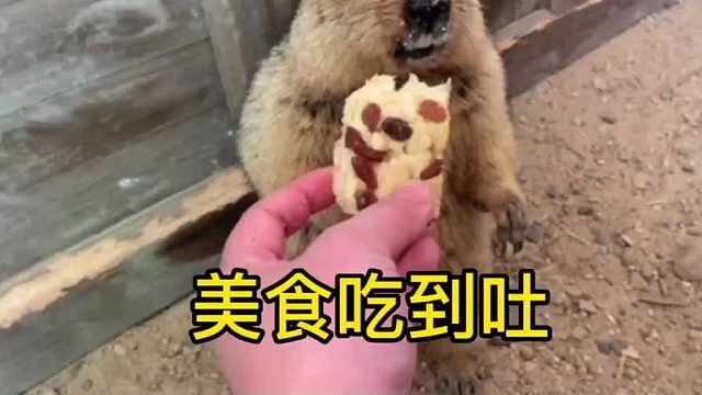 今天是被撑死的一天。