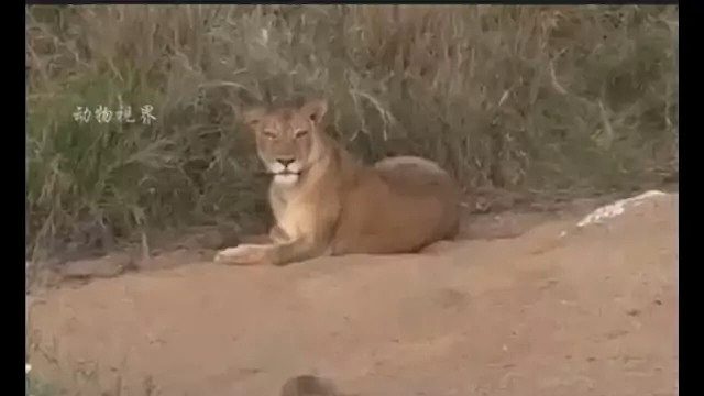 小狮子对着人类车辆吼叫，引得车上游客哈哈大笑！