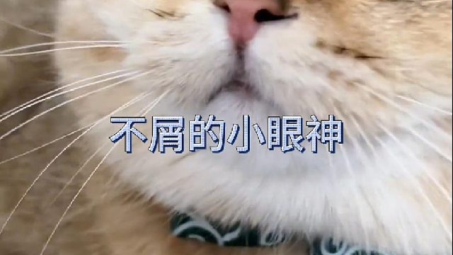 爱就用嘴巴回应不爱就用鼻孔回应呀