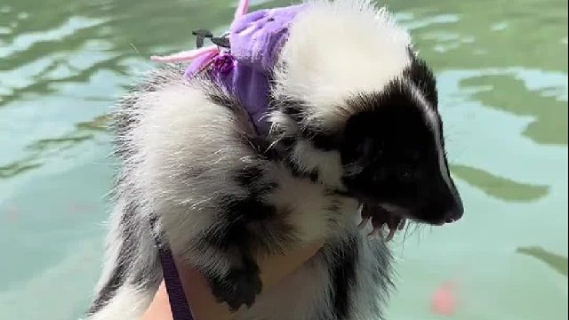 这个宠物友好户外乐园真的太让人惊喜了！