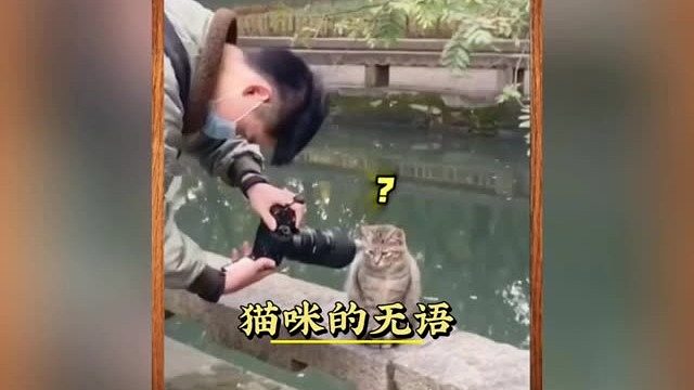 猫：我真是无语到家了！