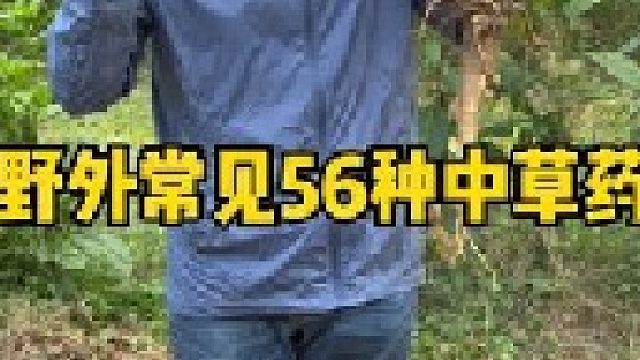 历时一年的时间，拍摄了野外比较常见的56种中草植物，大家还记得它们吗？你家乡管它们叫什么名字？