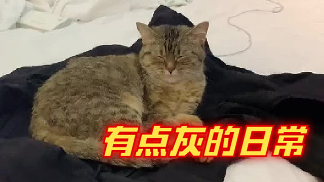 有点灰的日常睡觉