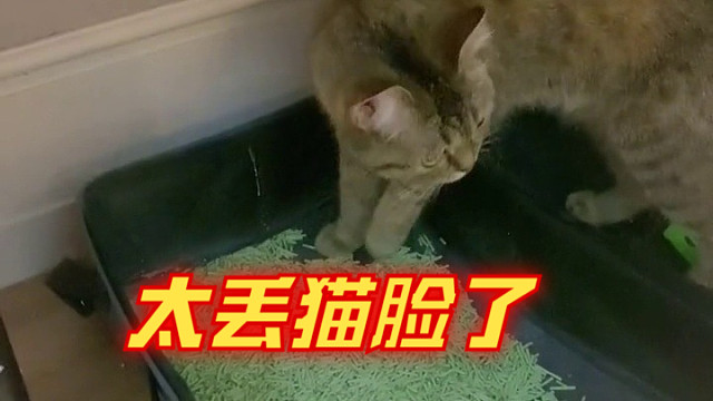 1岁了还要人教，未免也太丢猫了吧