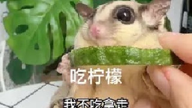 小家伙心眼子还挺多……
