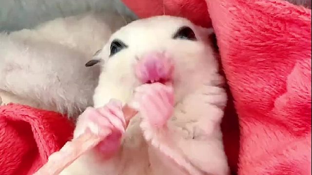 抓到一个偷吃的小朋友