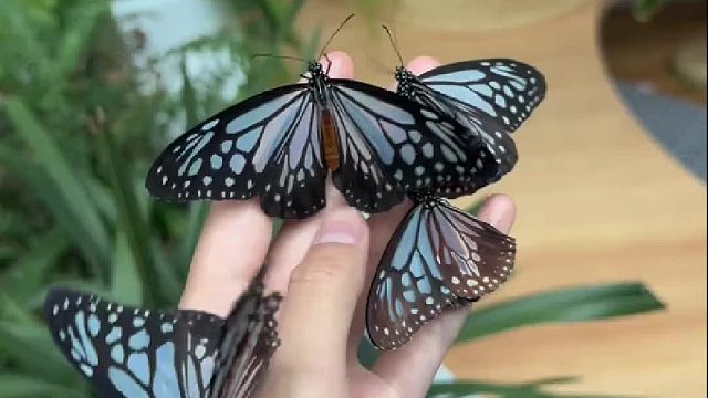 蝴蝶蛹有的像黄金，有的像白银，有的像翡翠，甚至还有钻石翡翠