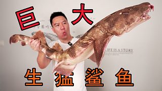 一口能吞下一頭小豬的生猛鯊魚，今天輕松拿捏它