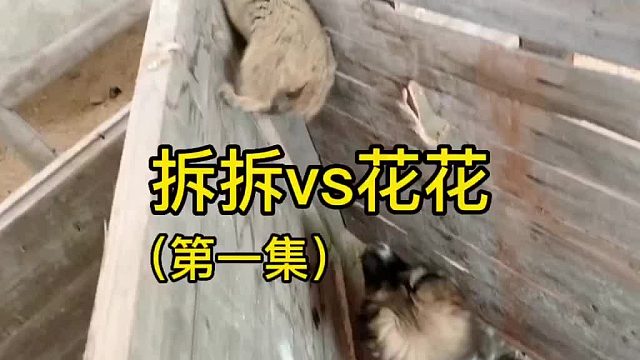 拆拆碰上狗子居然吓成这个样子了。