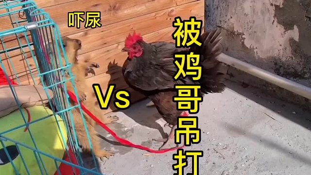 那些被老母鸡支配的日子。