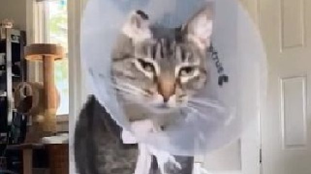 萌宠：我这该死的魅力