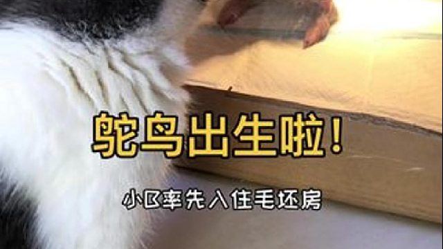 记录小鸵鸟破壳出生的全过程