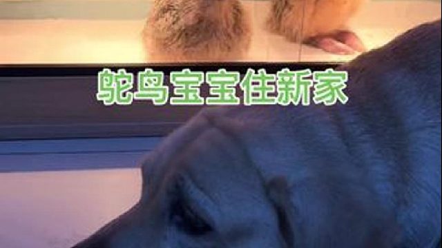 鸟中哈士奇果然名不虚传