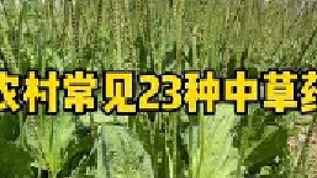 历时一年的时刻，实拍了23种比较常见的植物。但随着时光的流逝，有些植物已经很难遇见了