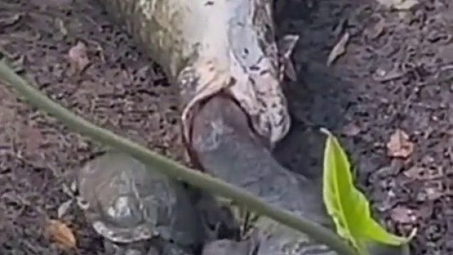 这是巨骨舌鱼战败了吗？