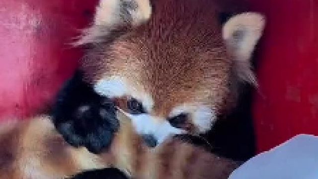 这么热的天，就想摆烂，不想出门，不想跟其它小能接触