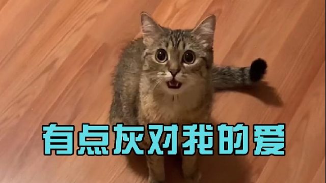 有点灰对我的爱我快承受不住了