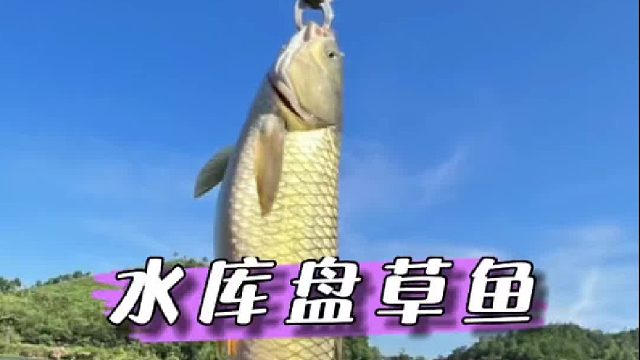 黑坑水库钓草鱼，最后盘了老板一只黑山羊。