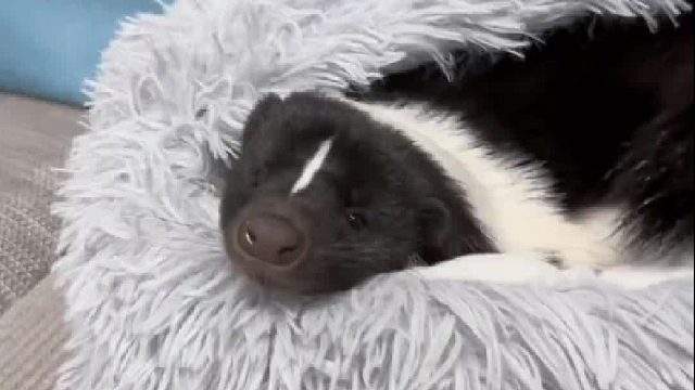 因为臭鼬超能睡，我家猫的心态崩了…